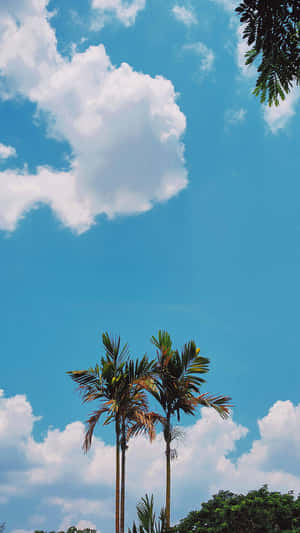 Tropical_ Coconut_ Palms_ Against_ Blue_ Sky Wallpaper