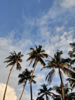 Tropical_ Coconut_ Palms_ Against_ Blue_ Sky Wallpaper