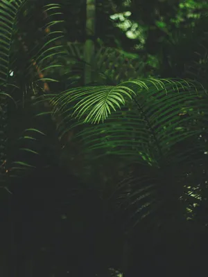 Tropical_ Ferns_in_ Shadow.jpg Wallpaper