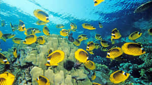 Tropical_ Fish_ Schooling_ Over_ Coral_ Reef Wallpaper