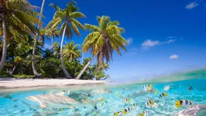 Tropical Fish Shark Wallpaper