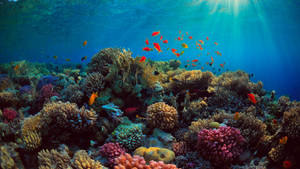 Tropical Fish Sunlight Wallpaper