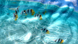 Tropical_ Fish_ Underwater Wallpaper