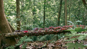 Tropical_ Forest_ Fungi_ Log Wallpaper