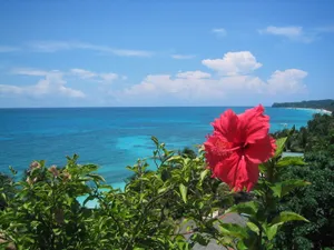 Tropical Hibiscus Overlooking Sea Wallpaper