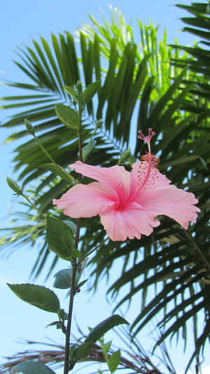 Tropical Hibiscus Under Blue Sky Wallpaper