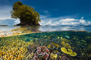 Tropical_ Island_and_ Coral_ Reef Wallpaper