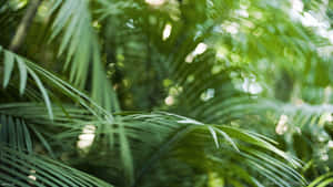 Tropical Leaves In The Sunshine Wallpaper