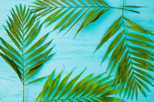 Tropical Palm Frondson Blue Background Wallpaper