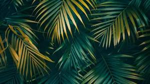 Tropical Palm Leaf Patterns Wallpaper