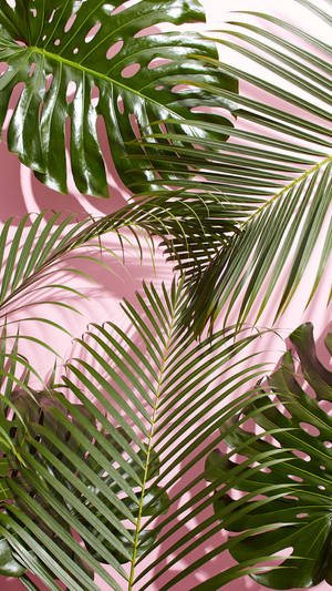 Tropical Palm Leaf, Refreshing Nature At Its Best Wallpaper