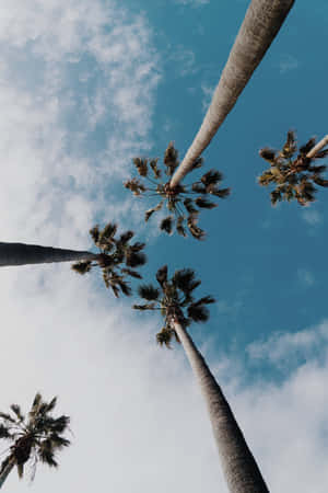 Tropical_ Palm_ Skyward_ View.jpg Wallpaper