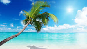 Tropical Paradise Beach Palm Tree Wallpaper