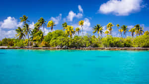 Tropical Paradise Island Palms4 K Wallpaper