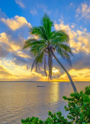 Tropical Paradise With Majestic Beach Palm Trees Wallpaper