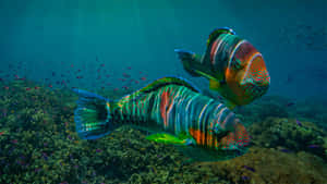 Tropical Parrotfish Vibrantly Swimming In Coral Reef Wallpaper