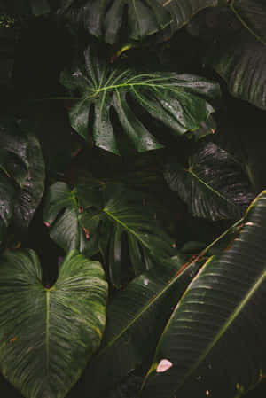 Tropical Plants Aesthetic Leaves Portrait Wallpaper