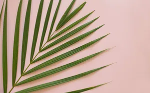 Tropical Plants Areca Palm Leaf Wallpaper