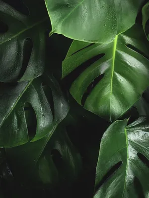 Tropical Plants Monstera Aesthetic Leaves Wallpaper