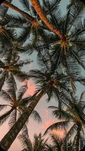 Tropical Sunset Coconut Palms Wallpaper