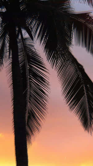 Tropical Sunset Palm Silhouettes Wallpaper