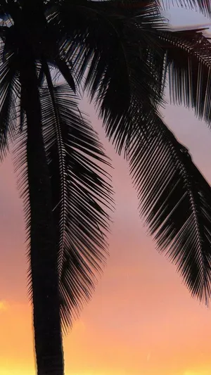 Tropical Sunset Palm Silhouettes Wallpaper