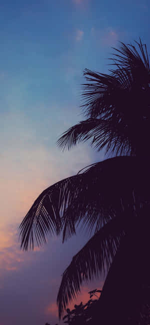 Tropical Sunset Silhouette Wallpaper