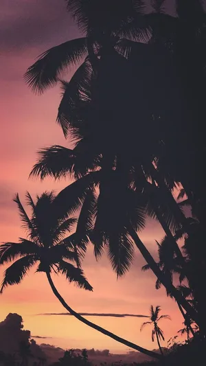 Tropical Sunset Silhouette Wallpaper