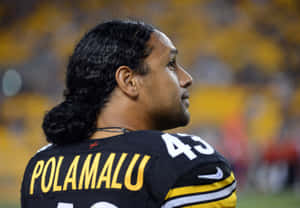 Troy Polamalu, Former Nfl Safety For The Pittsburgh Steelers. Wallpaper