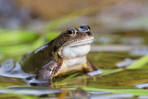 True Frog Peering Through Water Wallpaper