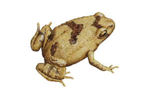 True Frog Side View Isolated Wallpaper