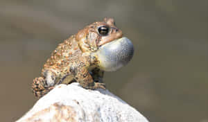 True Toad Croakingon Rock.jpg Wallpaper