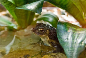 True Toad Hiding Among Leaves Wallpaper