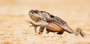 True Toadin Natural Habitat.jpg Wallpaper