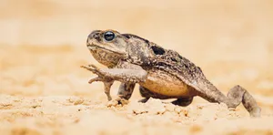 True Toadin Natural Habitat.jpg Wallpaper