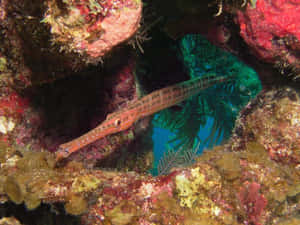 Trumpetfish Camouflaged Among Coral Reef Wallpaper