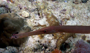 Trumpetfish Camouflagedin Coral Reef Wallpaper