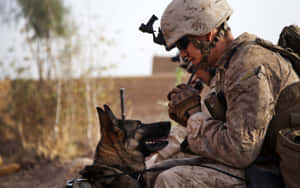 Trusted Companion: A Brave Army Dog In Action Wallpaper