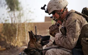 Trusted Companion: A Brave Army Dog In Action Wallpaper