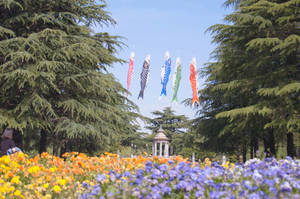 Tsuruma Flower Garden In Nagoya Wallpaper