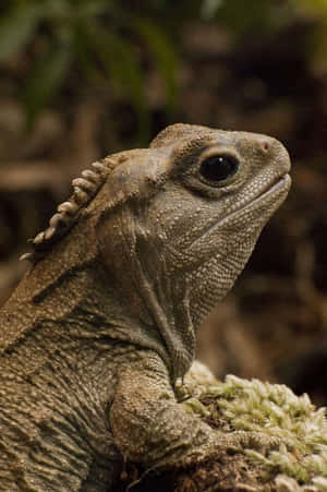 Tuatara Close Up Portrait Wallpaper