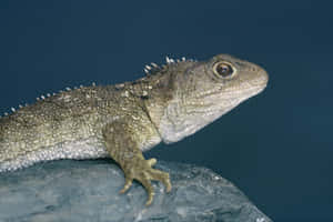 Tuatara Reptileon Rock Wallpaper