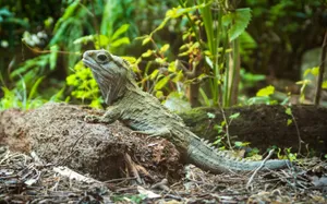 Tuatarain Natural Habitat Wallpaper