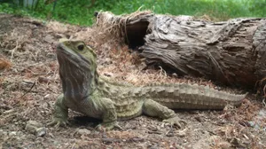 Tuatarain Natural Habitat.jpg Wallpaper