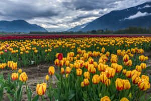 Tulip Field In Full Bloom Wallpaper