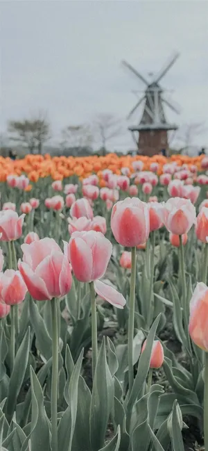 Tulip Field Windmill Aesthetic Wallpaper