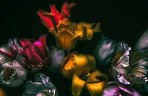 Tulips Dark Color Wallpaper