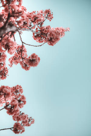 Tumblr Flower Branches Of Flowers Wallpaper