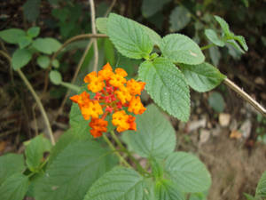 Tumblr Flower Tiny Orange Blooms Wallpaper