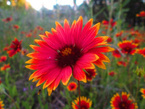 Tumblr Flower With Red Petals Wallpaper